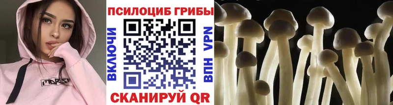где можно купить Заволжье Галлюциногенные грибы Cubensis